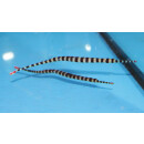 Dunckerocampus dactyliophorus - Zebra-Seenadel S