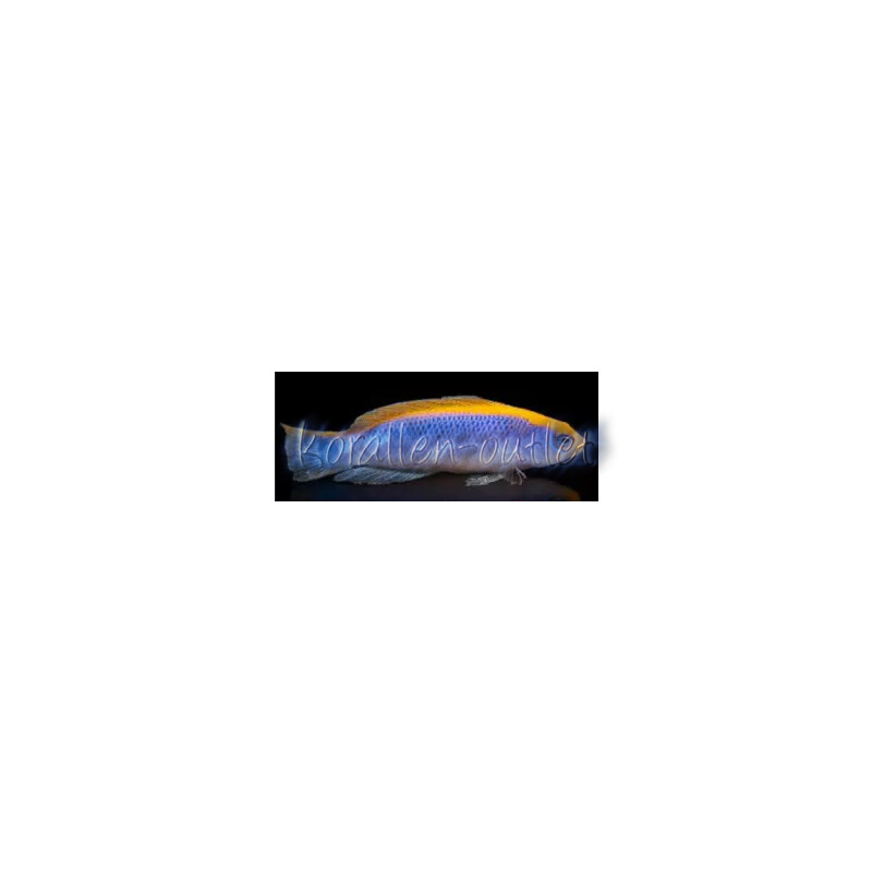 Pseudochromis flavivertex - Gelbrücken-Zwergbarsch (Nachzucht)