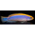 Pseudochromis flavivertex - Sunrise Dottyback (captive breeding)