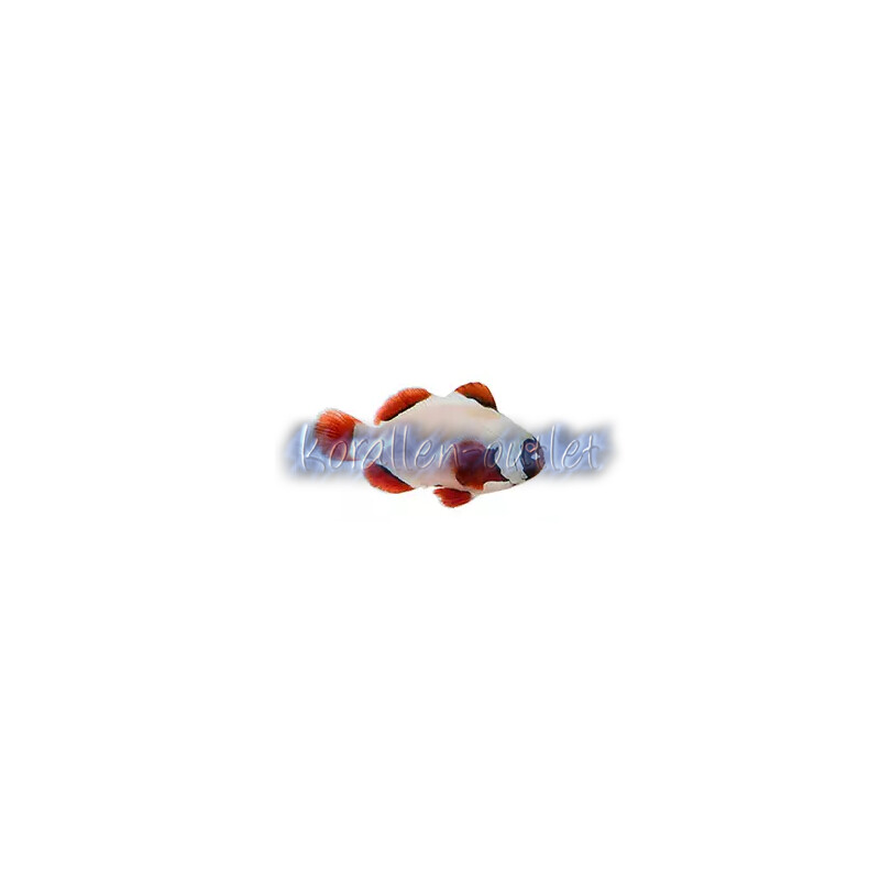 Premnas biaculeatus - Gold Nugget Clownfisch (Nachzucht)