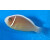 Amphiprion perideraion - Halsband-Anemonenfisch