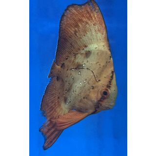 Platax orbicularis - Gewöhnlicher Fledermausfisch juvenil