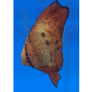 Platax orbicularis - Gew&ouml;hnlicher Fledermausfisch juvenil