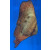 Platax orbicularis - Gewöhnlicher Fledermausfisch juvenil