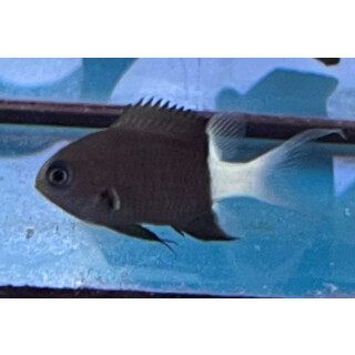 Chromis margaritifer - Zweifarben-Riffbarsch ML