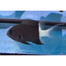 Chromis margaritifer - Zweifarben-Riffbarsch ML
