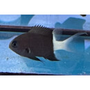 Chromis margaritifer - Bicolor Chromis