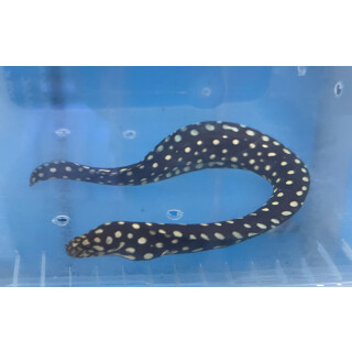 Echidna xanthospilos - Muräne ca.15cm