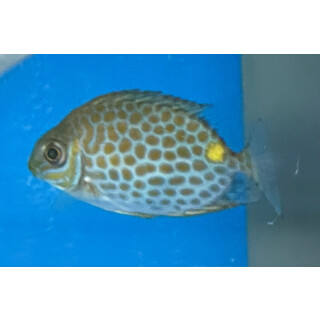 Siganus guttatus - Kaninchenfisch SM ca.6-12cm