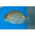 Siganus guttatus - Kaninchenfisch SM ca.6-10cm