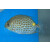 Siganus guttatus - Kaninchenfisch SM ca.6-12cm