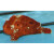 Antennarius pictus - Painted frogfish