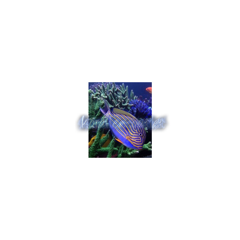 Acanthurus Lineatus - Blaustreifen Doktorfisch