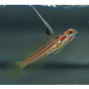 Stonogobiops yasha - Orange-striped shrimpgoby
