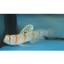 Amblyeleotris randalli - Randalls prawn-goby