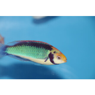 Cirrhilabrus solorensis - Rotaugen-Zwerglippfisch