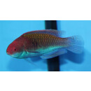 Cirrhilabrus aquamarinus - Solor Fairy Wrasse