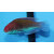 Cirrhilabrus solorensis - Rotaugen-Zwerglippfisch