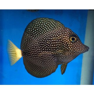 Zebrasoma gemmatum - Mauritius Segelflossen Doktor ca. 8-10cm