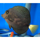 Zebrasoma gemmatum - Mauritius Segelflossen Doktor ca. 8-10cm