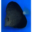 Zebrasoma gemmatum - Mauritius Segelflossen Doktor ca. 8-10cm