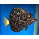 Zebrasoma gemmatum - Gem Surgeonfish, Jewelled Tang,...