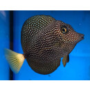 Zebrasoma gemmatum - Gem Surgeonfish, Jewelled Tang, Spotted Tang