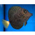 Zebrasoma gemmatum - Gem Surgeonfish, Jewelled Tang, Spotted Tang