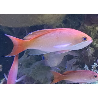 Pseudanthias cooperi - Red-bar Anthias