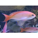 Pseudanthias cooperi - Flammen-Fahnenbarsch S