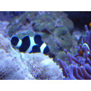 Amphiprion ocellaris black - False black clown anemonefish (captive breeding)