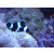 Amphiprion ocellaris black - False black clown anemonefish (captive breeding)