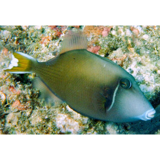 Sufflamen chrysopterum - Halfmoon Triggerfish