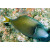 Sufflamen chrysopterum - Halfmoon Triggerfish