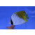 Chaetodon auriga - Fähnchen Falterfisch ca. 10cm