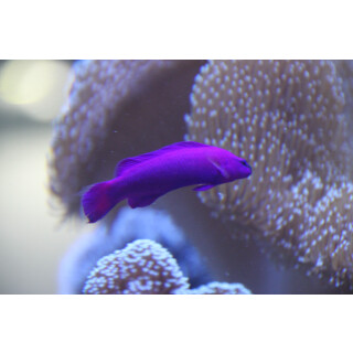Pseudochromis fridmani - Orchid dottyback (captive breeding)