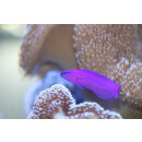 Pseudochromis fridmani - K&ouml;nig-Salomon Zwergbarsch (deutsche Nachzucht) ca.4cm