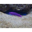Pseudochromis fridmani - K&ouml;nig-Salomon Zwergbarsch (deutsche Nachzucht) ca.4cm