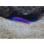 Pseudochromis fridmani - König-Salomon Zwergbarsch (deutsche Nachzucht) ca.4cm