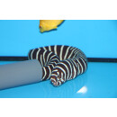 Gymnomuraena zebra - Zebra moray