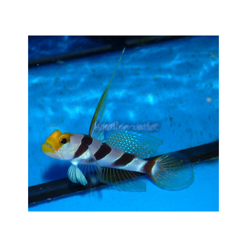 Stonogobiops nematodes Filamentfinned prawngoby / yellow rose gob