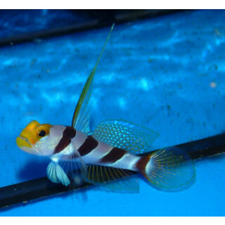 Stonogobiops nematodes - Filament-finned prawn-goby / yellow rose goby