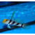 Stonogobiops nematodes - Filament-finned prawn-goby / yellow rose goby