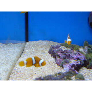 Amphiprion percula - Orange clownfish pair (captive breeding)