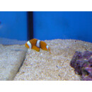 Amphiprion percula - Orange clownfish pair (captive...