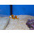 Amphiprion percula - Clown-Anemonenfisch Paar (Nachzucht)