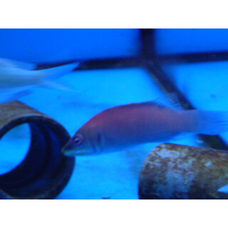 Pseudocheilinus evanidus - Streifen-Zwerglippfisch