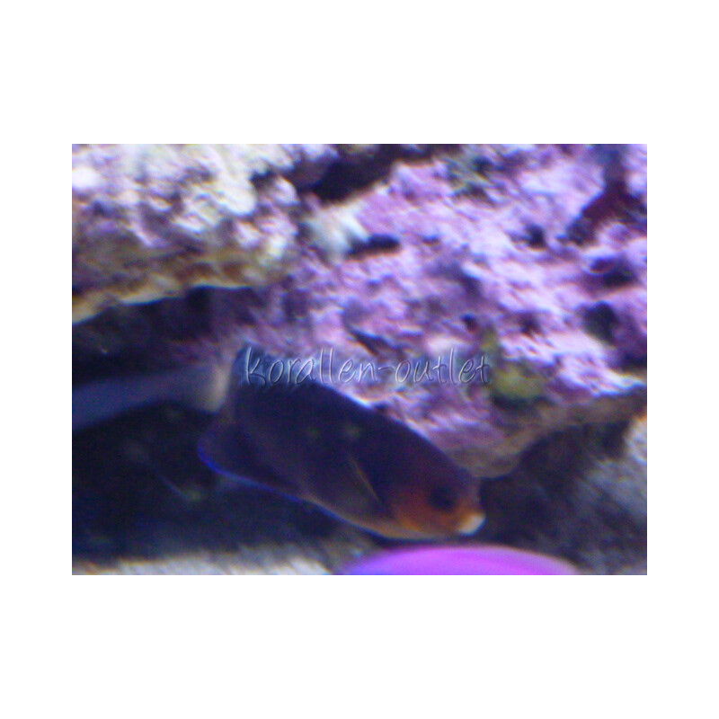 Centropyge flavicauda - Weißschwanz Zwergkaiserfisch