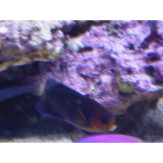 Centropyge flavicauda - Whitetail angelfish