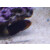 Centropyge flavicauda - Whitetail angelfish